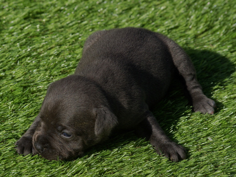 Valérie Zanasi - Chiots disponibles - Staffordshire Bull Terrier