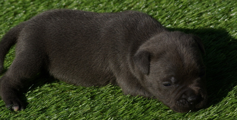 Valérie Zanasi - Chiots disponibles - Staffordshire Bull Terrier