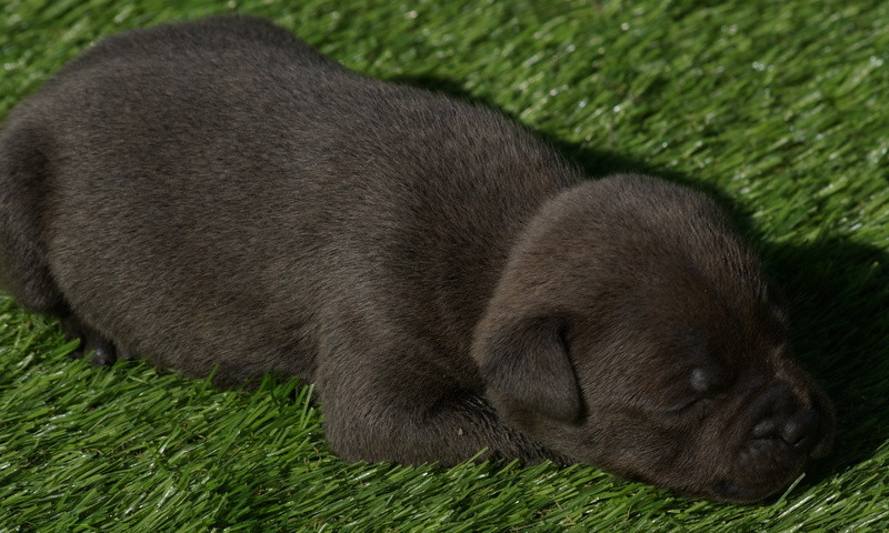 Valérie Zanasi - Chiots disponibles - Staffordshire Bull Terrier