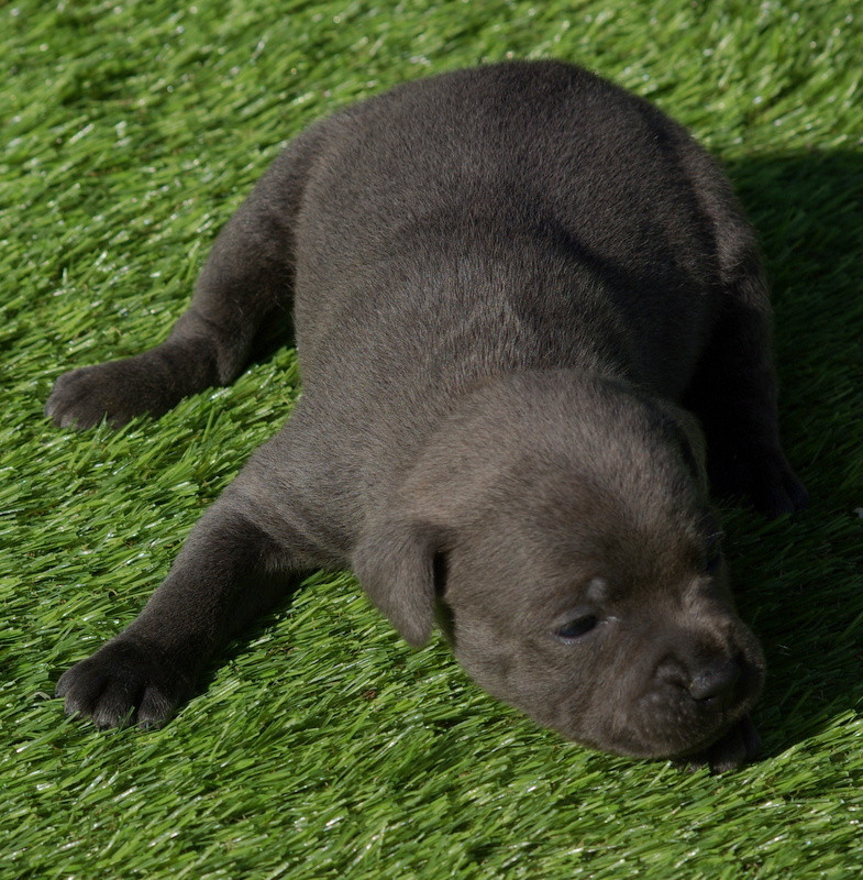 Valérie Zanasi - Chiots disponibles - Staffordshire Bull Terrier