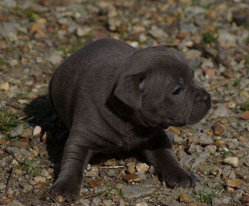 Valérie Zanasi - Chiots disponibles - Staffordshire Bull Terrier