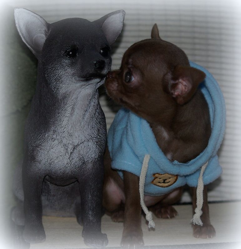 Chiot Chihuahua Valérie Zanasi