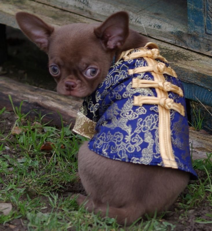 Valérie Zanasi - Chiots disponibles - Chihuahua