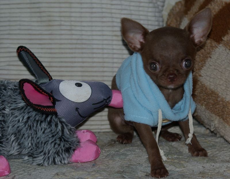 Valérie Zanasi - Chiots disponibles - Chihuahua