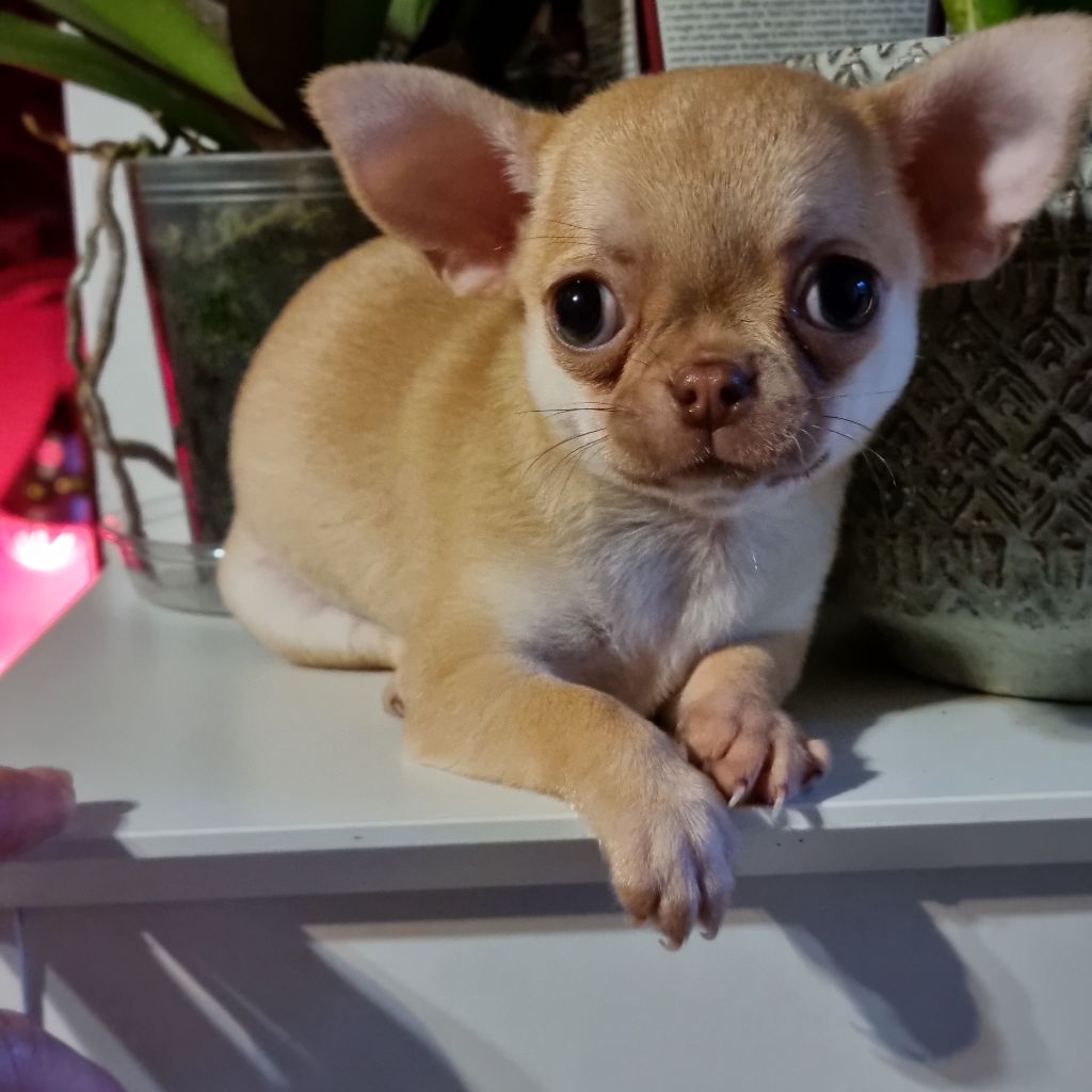 Chiot Chihuahua Valérie Zanasi