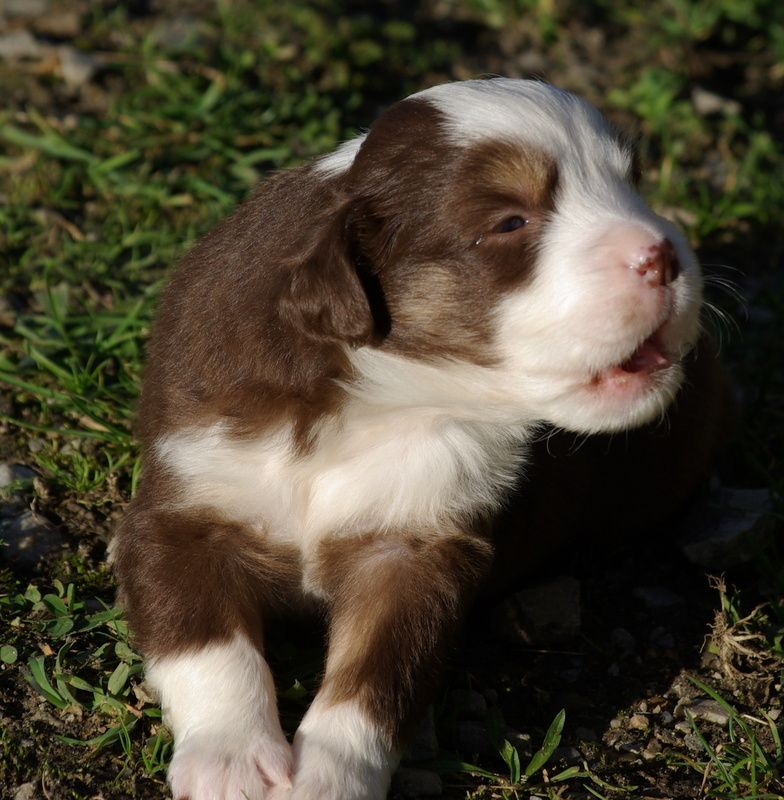 Valérie Zanasi - Chiots disponibles - Berger Américain Miniature 