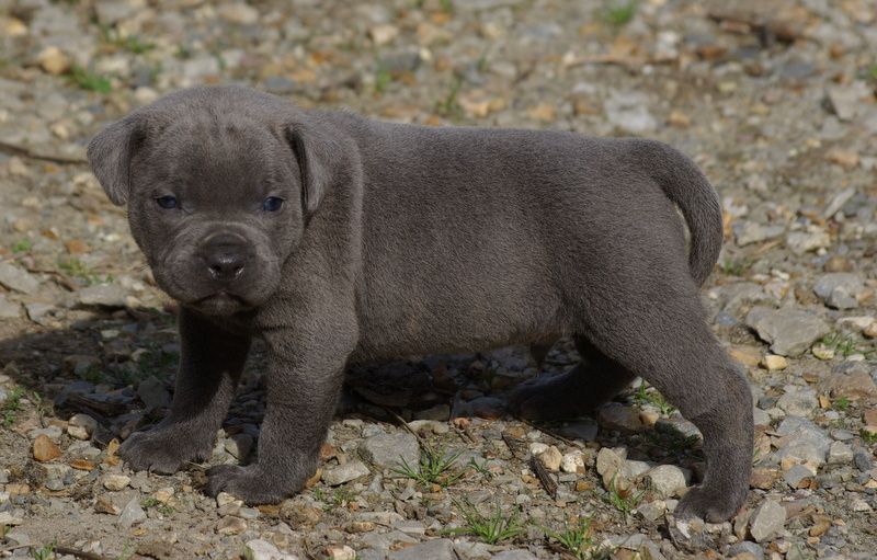 Valérie Zanasi - Chiots disponibles - Staffordshire Bull Terrier