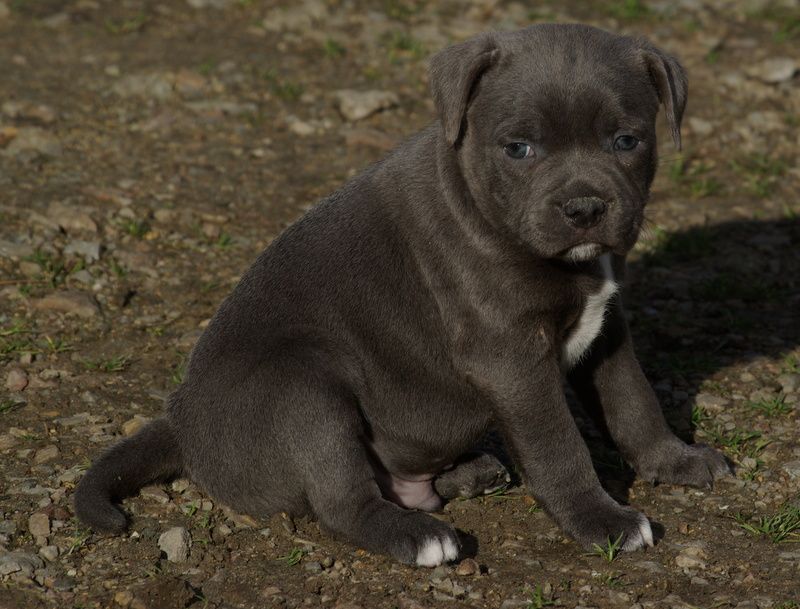 Chiot Staffordshire Bull Terrier Valérie Zanasi