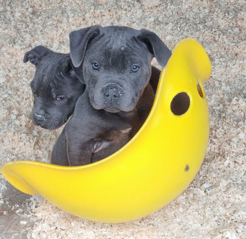 Valérie Zanasi - Staffordshire Bull Terrier - Portée née le 31/08/2025