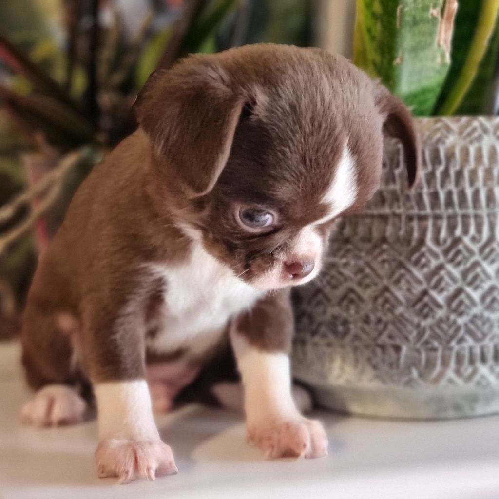 Chiot Chihuahua Valérie Zanasi