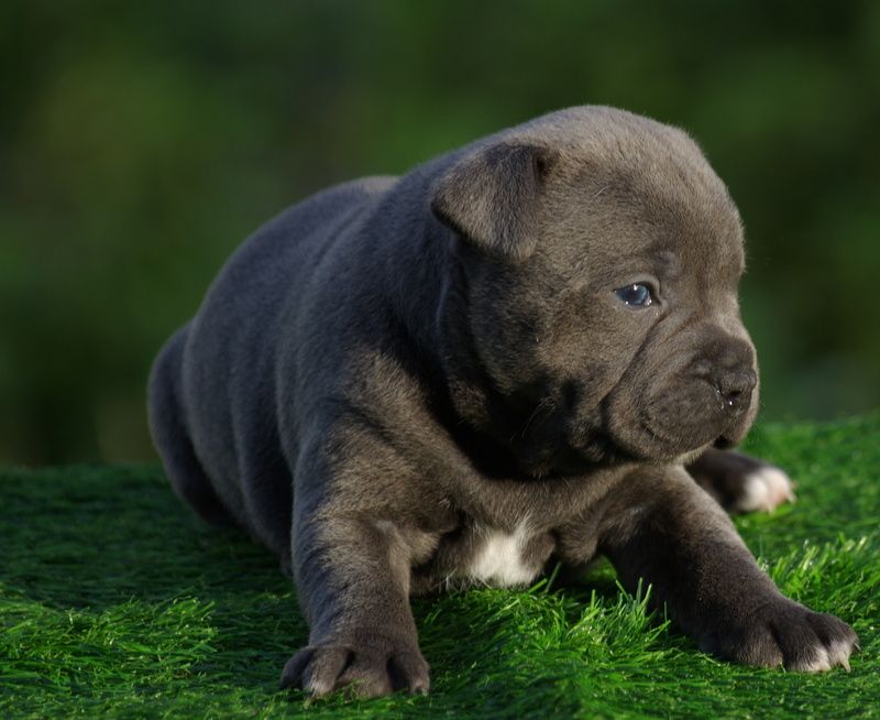 Chiot Staffordshire Bull Terrier Valérie Zanasi