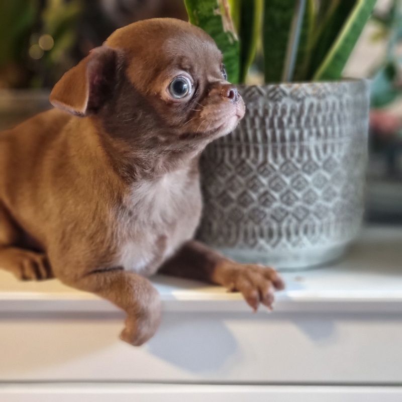 Valérie Zanasi - Chiots disponibles - Chihuahua