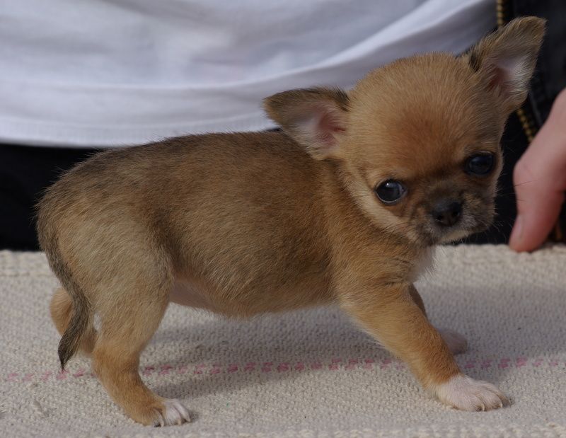 Valérie Zanasi - Chiots disponibles - Chihuahua