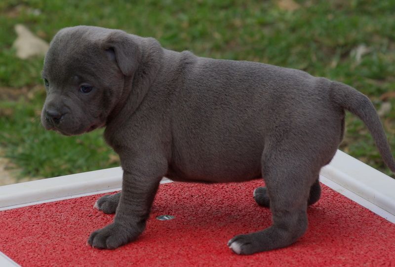 Valérie Zanasi - Chiots disponibles - Staffordshire Bull Terrier