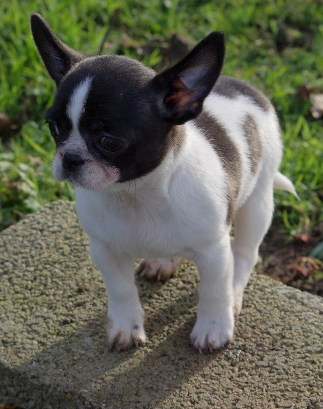 Chiot Chihuahua Valérie Zanasi