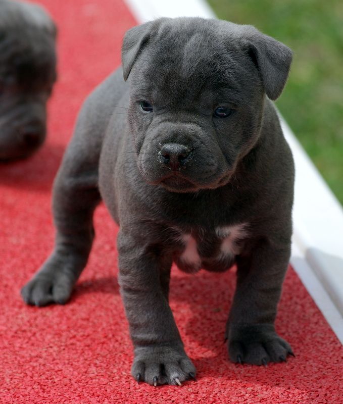 Valérie Zanasi - Chiots disponibles - Staffordshire Bull Terrier