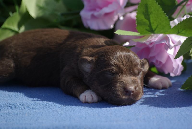 Valérie Zanasi - Chiots disponibles - Berger Américain Miniature 