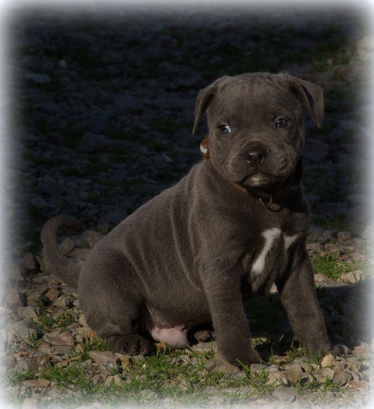 Valérie Zanasi - Chiots disponibles - Staffordshire Bull Terrier