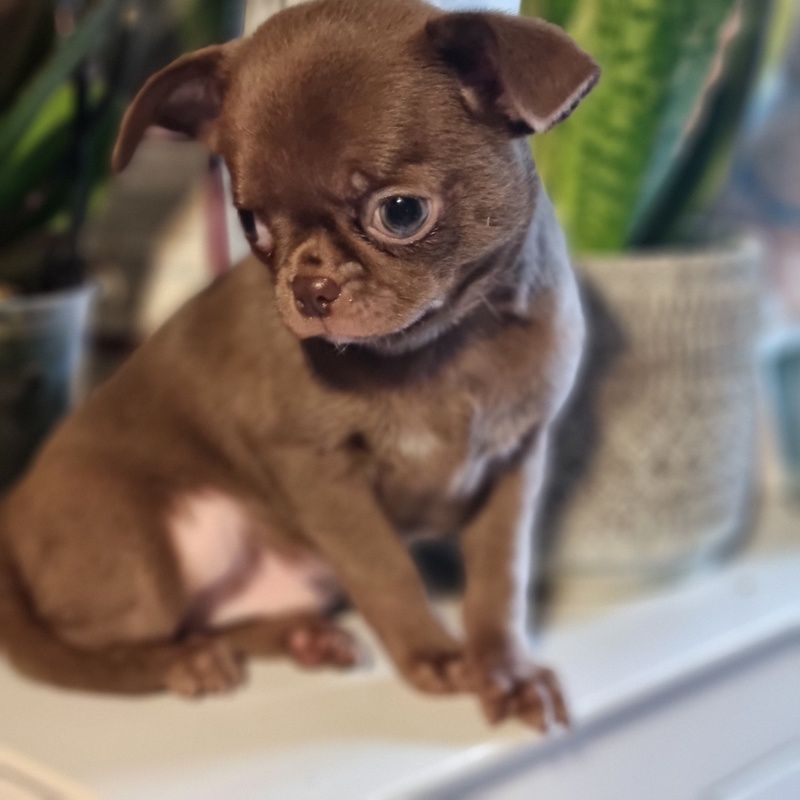 Valérie Zanasi - Chiots disponibles - Chihuahua