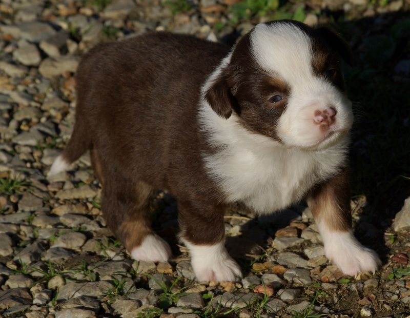 Valérie Zanasi - Chiots disponibles - Berger Américain Miniature 
