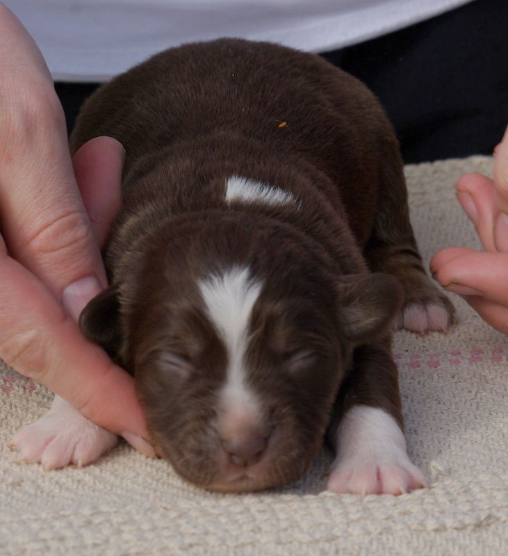 Valérie Zanasi - Chiots disponibles - Berger Américain Miniature 