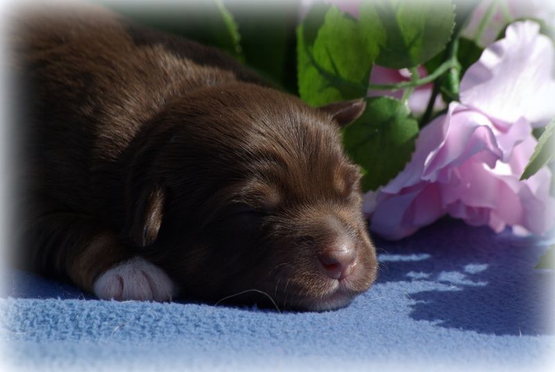 Valérie Zanasi - Chiots disponibles - Berger Américain Miniature 