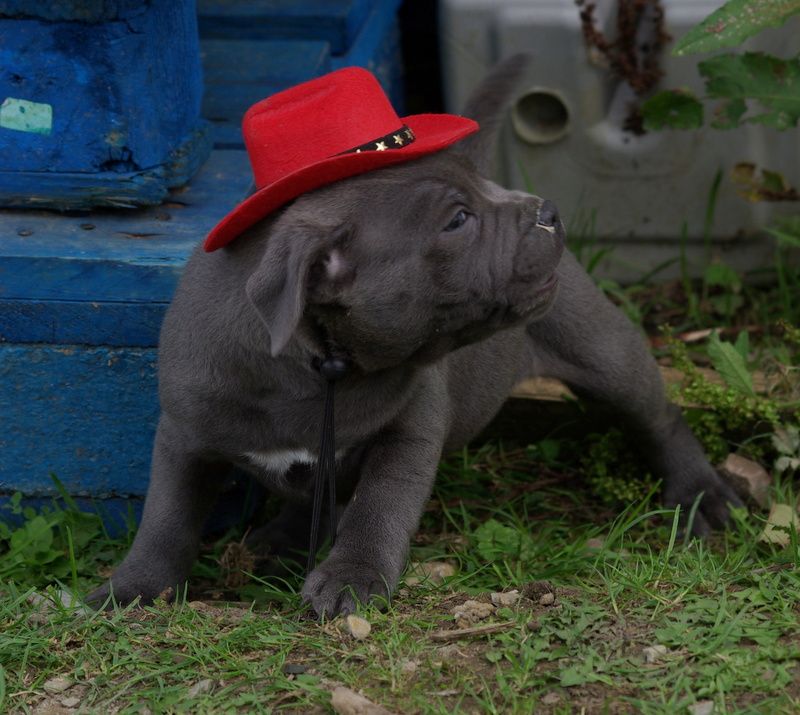 Valérie Zanasi - Chiots disponibles - Staffordshire Bull Terrier