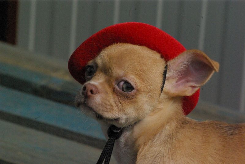 Valérie Zanasi - Chiots disponibles - Chihuahua
