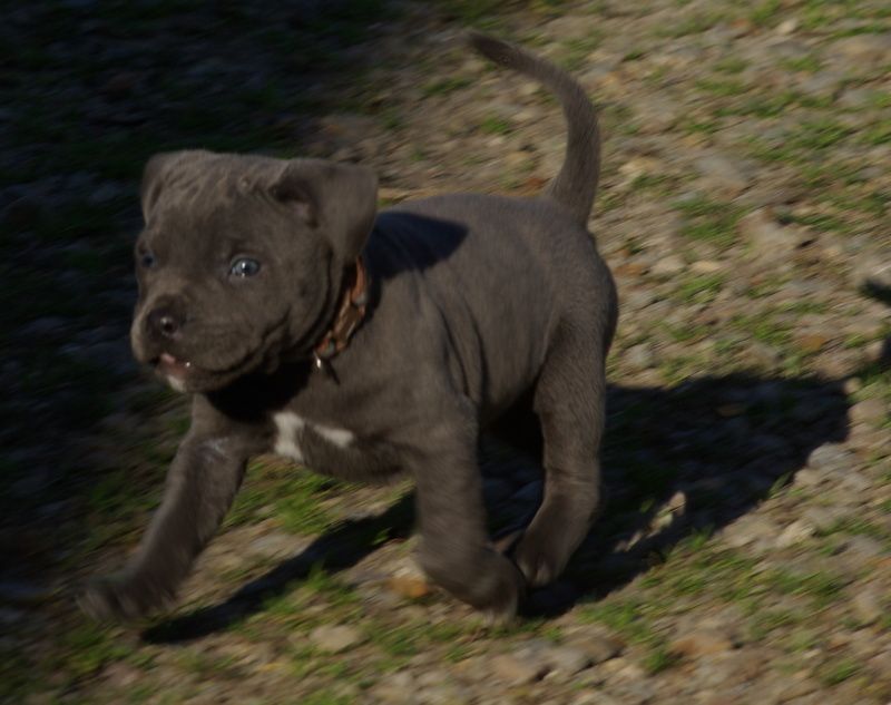 Valérie Zanasi - Chiots disponibles - Staffordshire Bull Terrier