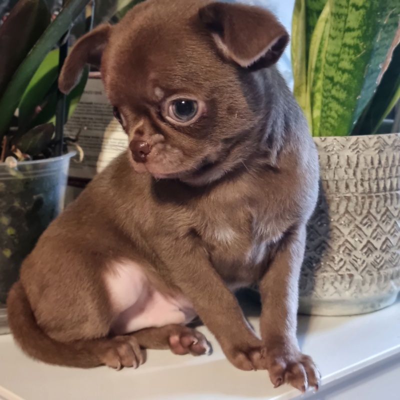 Valérie Zanasi - Chiots disponibles - Chihuahua