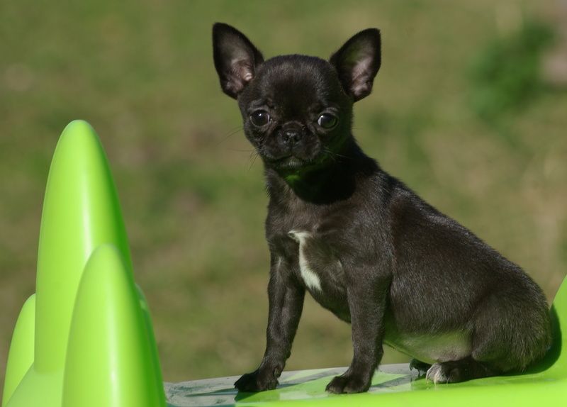 Valérie Zanasi - Chiots disponibles - Chihuahua