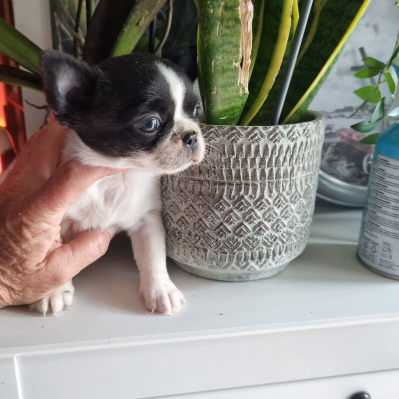 Valérie Zanasi - Chiots disponibles - Chihuahua