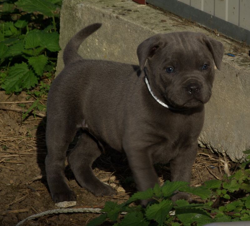 Valérie Zanasi - Chiots disponibles - Staffordshire Bull Terrier