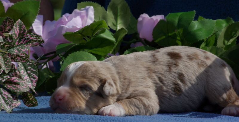 Valérie Zanasi - Chiots disponibles - Berger Américain Miniature 