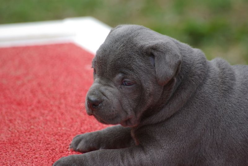 Valérie Zanasi - Chiots disponibles - Staffordshire Bull Terrier