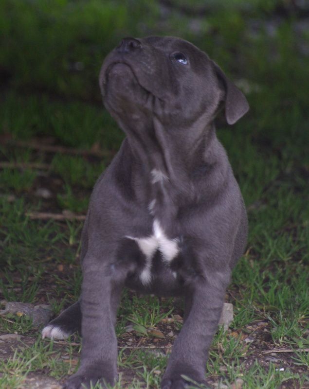 Valérie Zanasi - Chiots disponibles - Staffordshire Bull Terrier