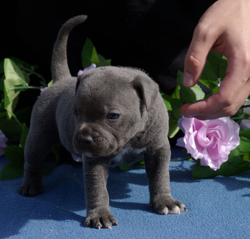 Valérie Zanasi - Chiots disponibles - Staffordshire Bull Terrier