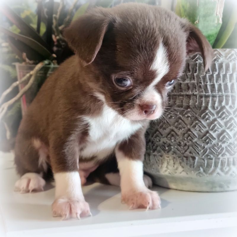 Valérie Zanasi - Chiots disponibles - Chihuahua