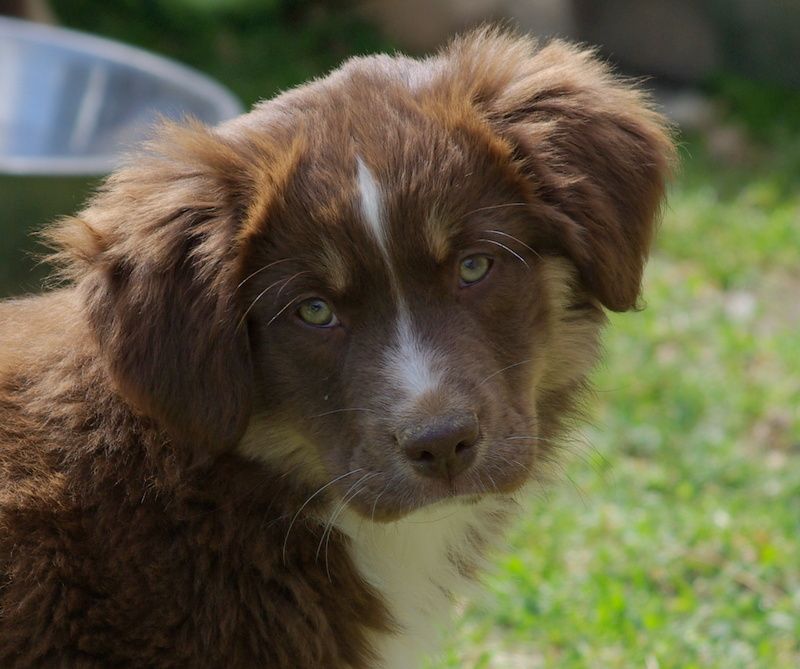 Chiot Berger Américain Miniature Valérie Zanasi