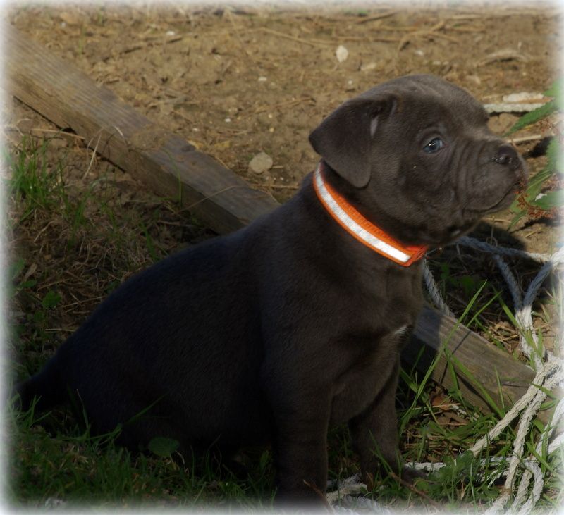 Valérie Zanasi - Chiots disponibles - Staffordshire Bull Terrier