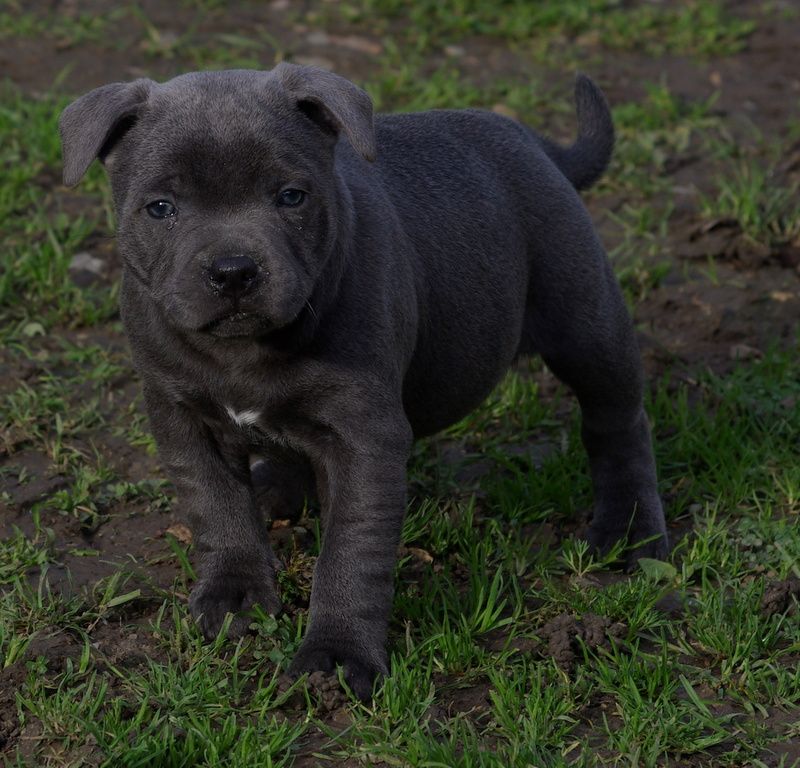 Valérie Zanasi - Chiots disponibles - Staffordshire Bull Terrier