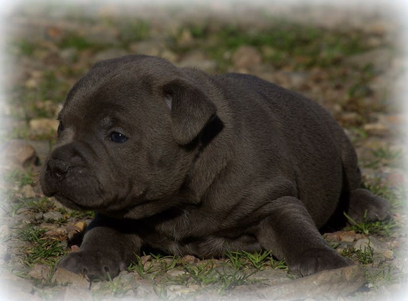 Valérie Zanasi - Chiots disponibles - Staffordshire Bull Terrier