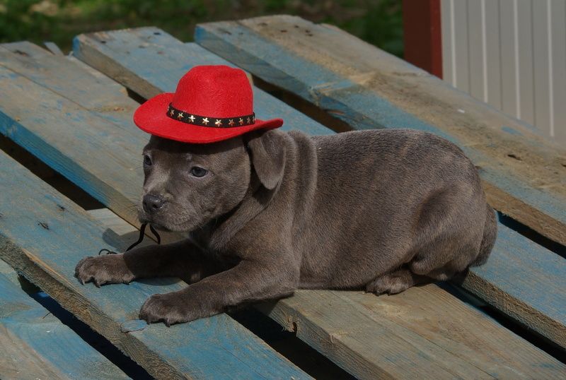 Valérie Zanasi - Chiots disponibles - Staffordshire Bull Terrier