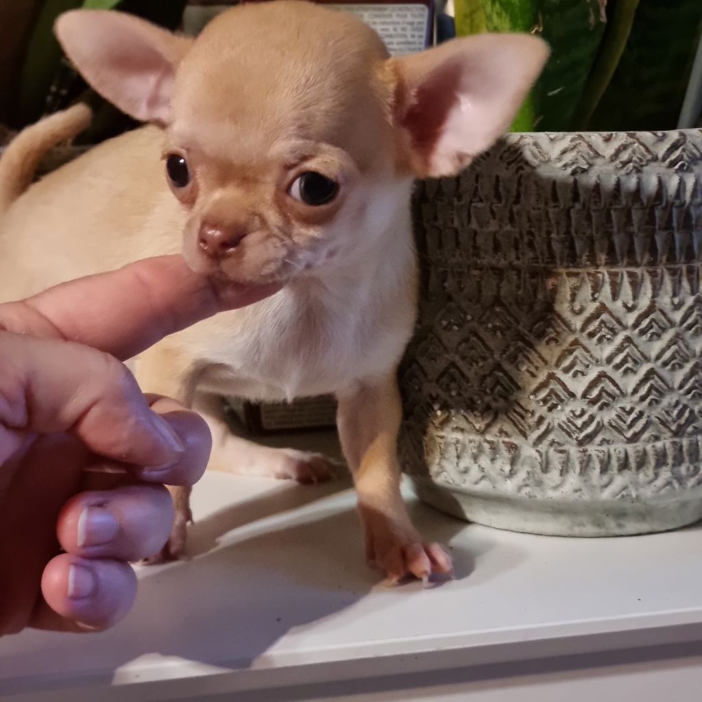 Valérie Zanasi - Chiots disponibles - Chihuahua