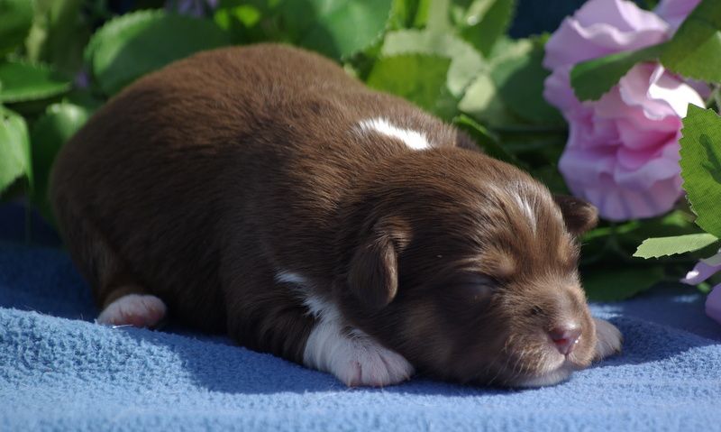 Valérie Zanasi - Chiots disponibles - Berger Américain Miniature 