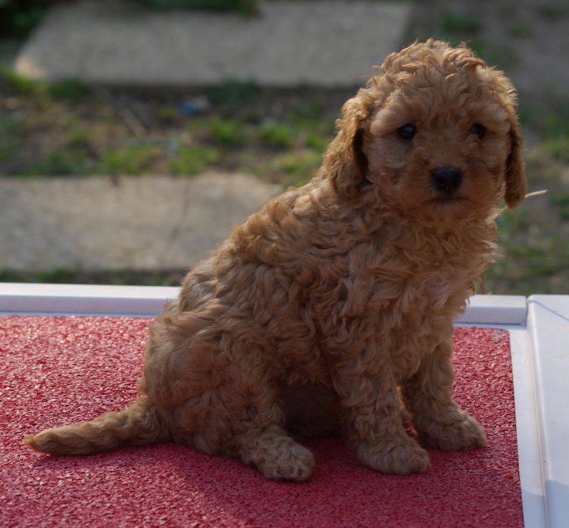 Chiot Caniche Valérie Zanasi
