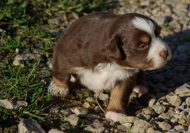 Valérie Zanasi - Chiots disponibles - Berger Américain Miniature 