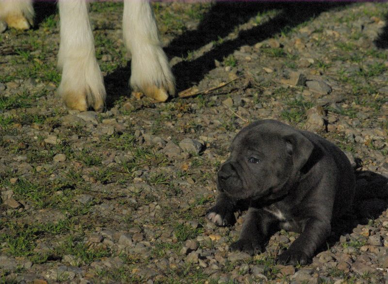 Valérie Zanasi - Chiots disponibles - Staffordshire Bull Terrier