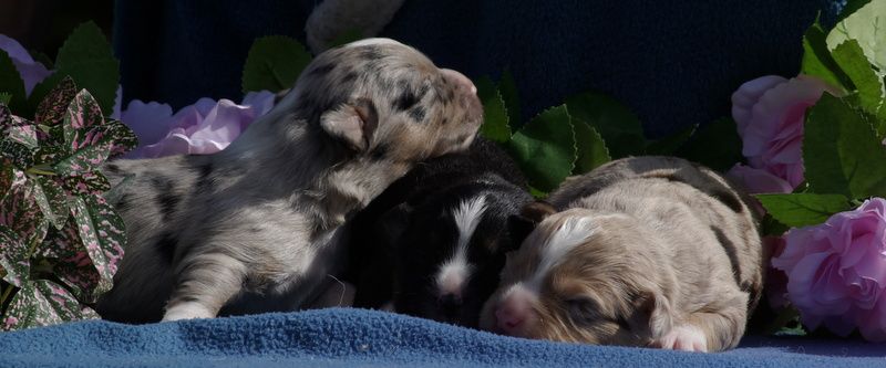 Chiot Berger Américain Miniature  Valérie Zanasi