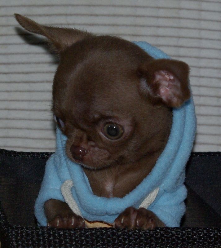 Valérie Zanasi - Chiots disponibles - Chihuahua